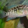 freshwater fish - nandopsis octofasciatum - jack dempsey stocking in 55 gallons tank - jack dempsey