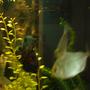 freshwater fish - metynnis argenteus - silver dollar stocking in 66 gallons tank - my silver dollars and black oscar