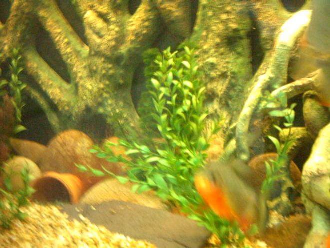 freshwater fish - colossoma brachypomus - pacu stocking in 66 gallons tank - my pacu when it was much smaller