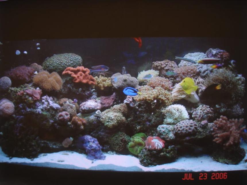 Rated #36: 90 Gallons Reef Tank - 90-gallon tank 4-months running.