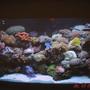 90 gallons reef tank (mostly live coral and fish) - 90-gallon tank 4-months running.