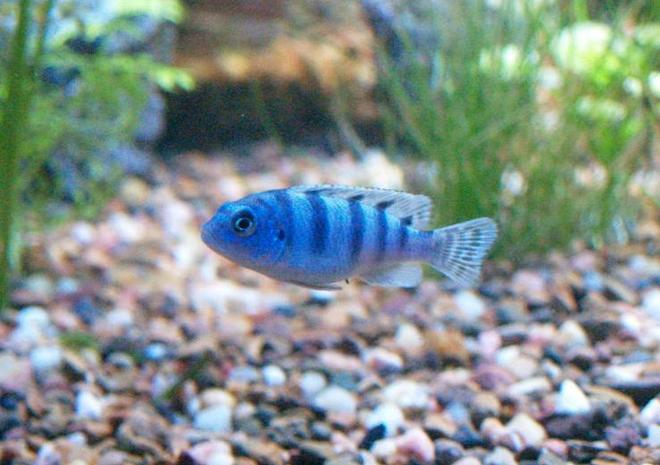 freshwater fish - metriaclima lombardoi - kenyi cichlid stocking in 140 gallons tank - Kenyi cichlid