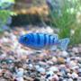 freshwater fish - metriaclima lombardoi - kenyi cichlid stocking in 140 gallons tank - Kenyi cichlid