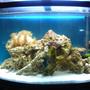 36 gallons reef tank (mostly live coral and fish) - day light tank