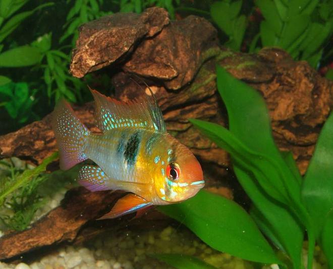 freshwater fish - papiliochromis ramirezi - german blue ram stocking in 46 gallons tank - German Blue Ram