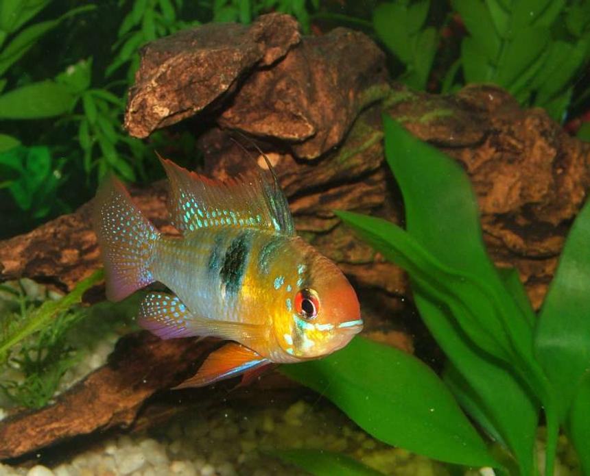 Rated #43: Freshwater Fish - Papiliochromis Ramirezi - German Blue Ram Stocking In 46 Gallons Tank - German Blue Ram