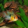 freshwater fish - papiliochromis ramirezi - german blue ram stocking in 46 gallons tank - German Blue Ram
