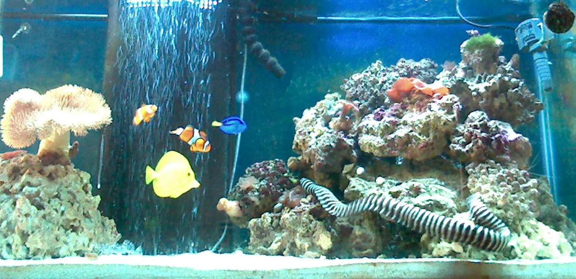 90 gallons reef tank (mostly live coral and fish) - New tank, set up on June 11, 2006, upgraded from a 55 to this 90. Only a few corals ATM, but as time goes i will slowly add some. Fish seem to love the open space, they normally didnt swim out in the open as much in the 55 but are always out in this 90.