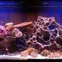 55 gallons saltwater fish tank (mostly fish, little/no live coral) - just getting started