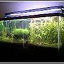 30 gallons planted tank (mostly live plants and fish) - My second child! AGA 30 USG long (36"x13"x17"), Oddysea 36" 96W compact flourescent light, AquaClear 50 modified with DIY water deflector and sponge over intake, two 2 liter bottles DIY CO2 fed into intake, Eco-Complete, Seachem Flourish tabs, and liquid ferts (The huge mound of Java moss is temporary. I have a paradise fish spawn in there now.)