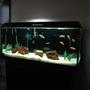 58 gallons freshwater fish tank (mostly fish and non-living decorations) - All African Cichlids. Semi Aggressive Tank. 58 Gallon Hagen 120 GeoSystem Kit. Fluval 404, Magnum 350 with micro filter,AquaClear 70 with quick filter, TurboTwist UV 9w sterilizer. 50 pounds of white aquarium gravel. Red Lava Rock, plastic plants.