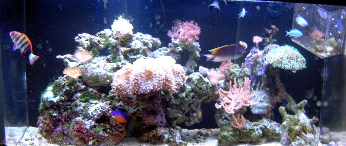 90 gallons reef tank (mostly live coral and fish) - My 90 Gallon Reef