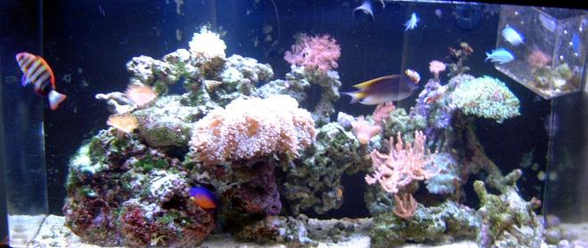 90 gallons reef tank (mostly live coral and fish) - My 90 Gallon Reef