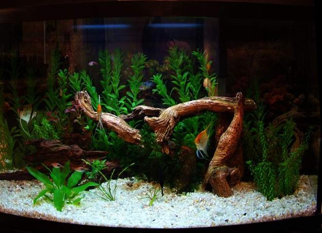 46 gallons freshwater fish tank (mostly fish and non-living decorations) - 46 Gallon Bowfront.