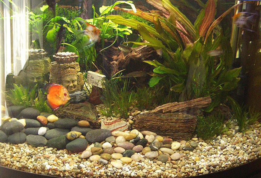 Rated #133: 60 Gallons Planted Tank - Buddha