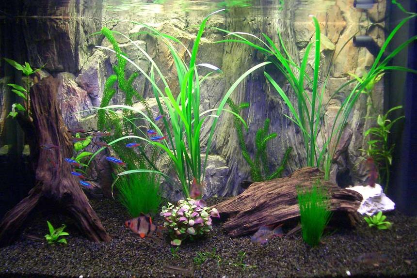 Rated #126: 33 Gallons Planted Tank - My Asian/South American community tank, just after a makeover inolving redecoration and replanting.
