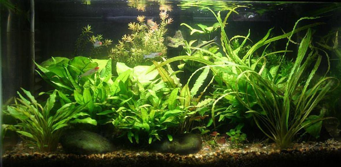 10 gallons planted tank (mostly live plants and fish) - My first planted tank.