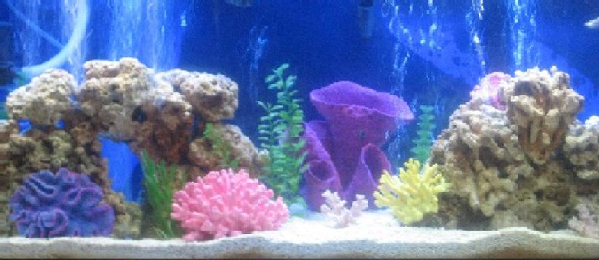 Rated #33: 75 Gallons Saltwater Fish Tank - I have 75 gallon tank with 80 pounds of fuji live rock, and 80 pounds of crushed coral and live sand, fluval 305, emperor 400, titanium heater, venturi protein skimmer, 1 powersweep powerhead