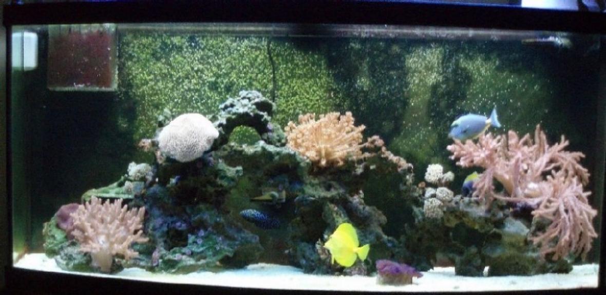 72 gallons reef tank (mostly live coral and fish) - 72 Gallons Bow Front Tank with live rock, sand, 7 soft corals, 1 Beta Marine, 1 Yellow Tang, 1 Powder Blue, 1 Naso Tang, 1 White Gobi, 2 Clown Fish, 1 Starfish, 1 Anemona, 1 Feather Duster and a Clam.