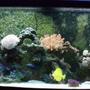 72 gallons reef tank (mostly live coral and fish) - 72 Gallons Bow Front Tank with live rock, sand, 7 soft corals, 1 Beta Marine, 1 Yellow Tang, 1 Powder Blue, 1 Naso Tang, 1 White Gobi, 2 Clown Fish, 1 Starfish, 1 Anemona, 1 Feather Duster and a Clam.