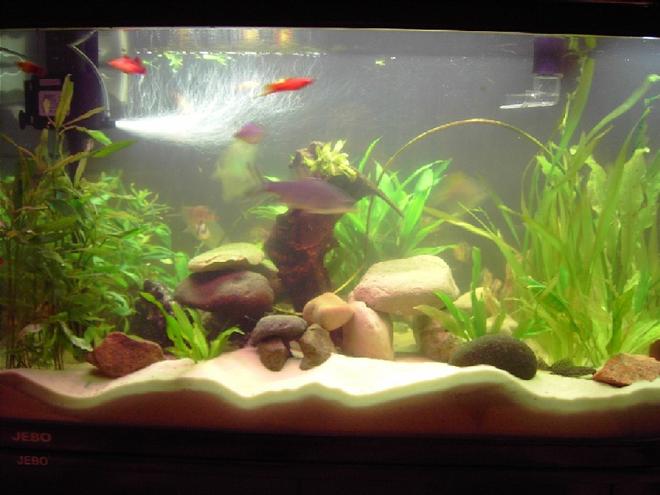 260 gallons freshwater fish tank (mostly fish and non-living decorations) - live plants and rocks