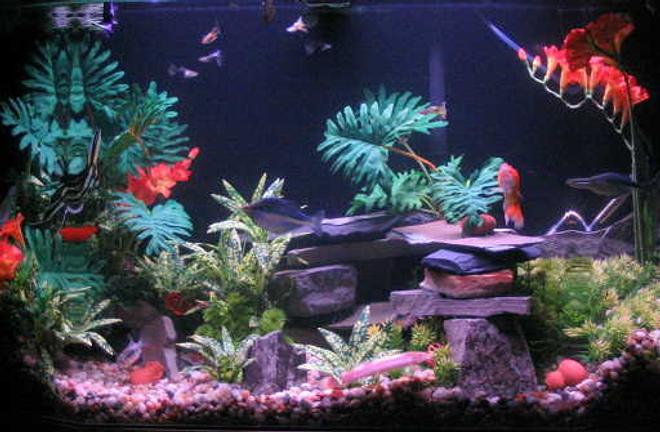 45 gallons freshwater fish tank (mostly fish and non-living decorations) - My 'tropics' setup.The blurred sections are the tank corners. Wish it wouldn't skew the pic like that, but it looks nice in person.