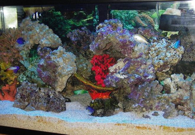 45 gallons saltwater fish tank (mostly fish, little/no live coral) - dont tell my fish that Disneyland is the happiest place on earth, they will laugh.