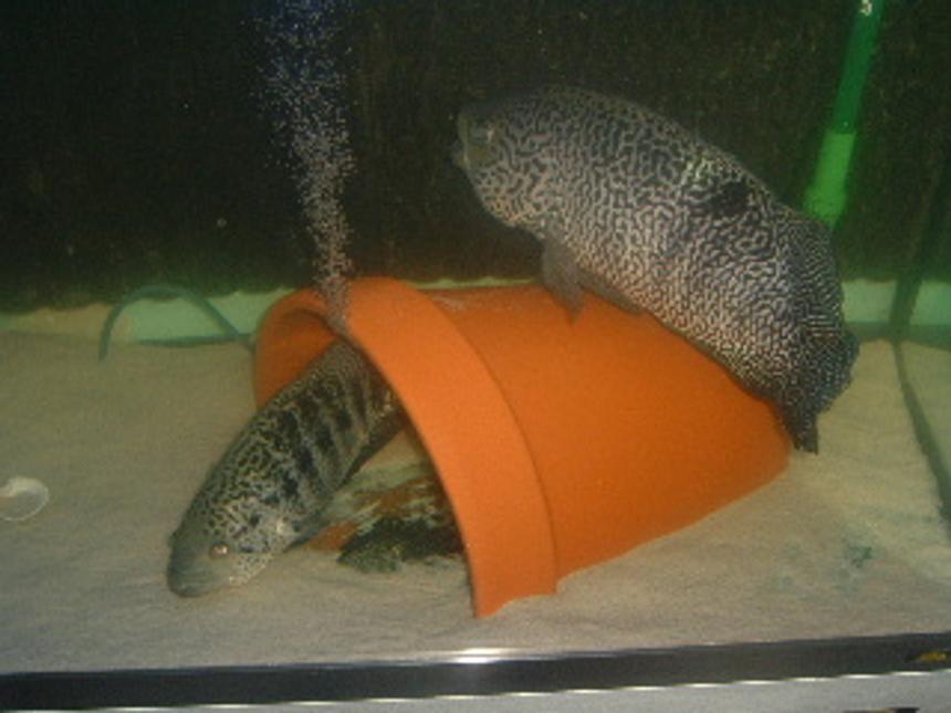 Rated #100: Freshwater Fish - Parachromis Managuensis - Jaguar Cichlid Stocking In 80 Gallons Tank - two jaguar cichlids in Juwel 80 gallon tank,juwel background ,sand substrate,filters 1 internal juwel jumbo size and 1 Ehiem Pro 2 external 2128 marine/freshwater.