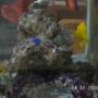 37 gallons saltwater fish tank (mostly fish, little/no live coral) - SIde veiw of tank