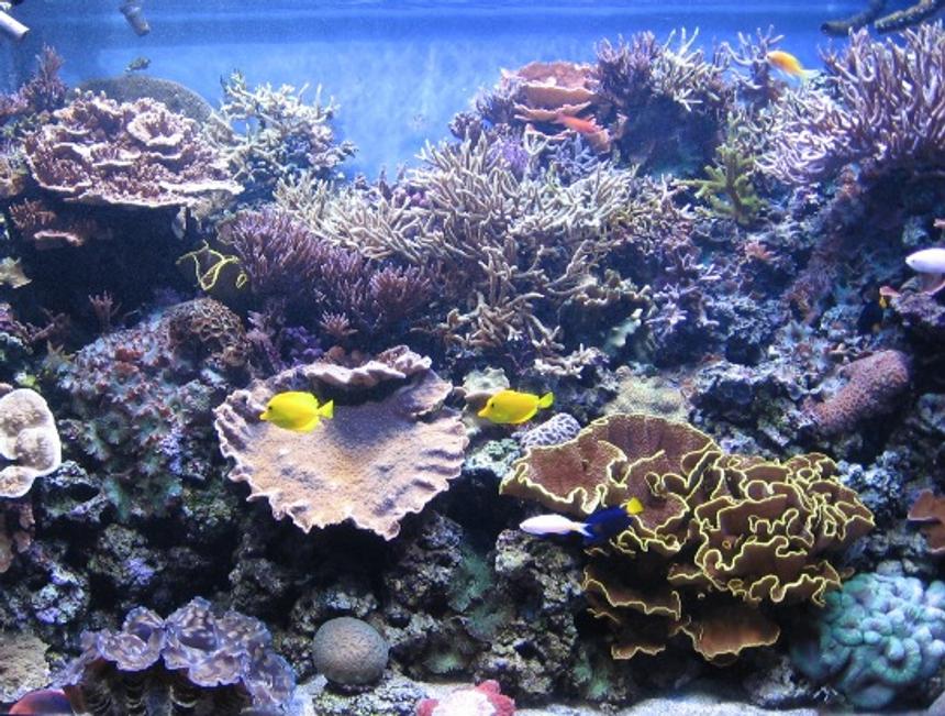 Rated #177: 540 Gallons Reef Tank - it's hard to take pics with no glare, even harder to take them when all the fish are out! (and even still only 1/2 the fish are pictured.) the tan k is 4ft front to back; it's real hard to capture that perspective from a dead-on front angle