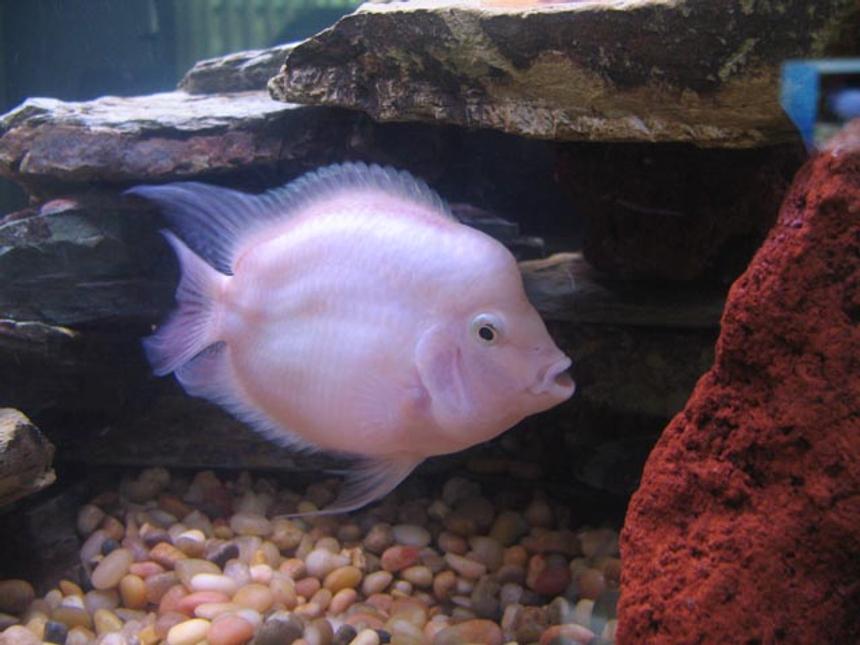 Rated #88: Freshwater Fish - Jelly Bean Parrot Cichild Stocking In 55 Gallons Tank - Albino Parrot Cichlid. Ever see one...?  This is the result of 2 parrot fish actually mating!