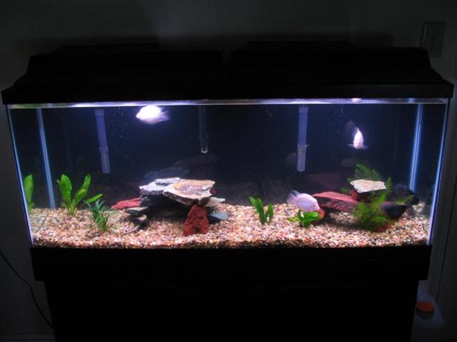 55 gallons freshwater fish tank (mostly fish and non-living decorations) - My first tank. Simple is elegant...