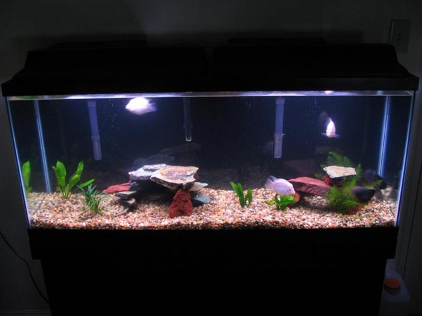 Rated #252: 55 Gallons Freshwater Fish Tank - My first tank. Simple is elegant...