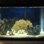 20 gallons saltwater fish tank (mostly fish, little/no live coral) - My "Stress Reliever Tank." Placed in my bedroom so I can fall asleep looking at it. I had this tank up for a about a year and a half with the original fishes still going strong.