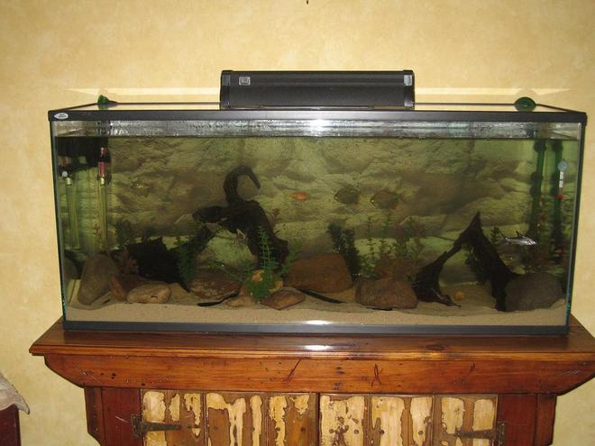 55 gallons freshwater fish tank (mostly fish and non-living decorations) - just upgraded from a 10 gallon tank to a 55 gallon