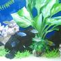 55 gallons freshwater fish tank (mostly fish and non-living decorations) - Chlicid tank