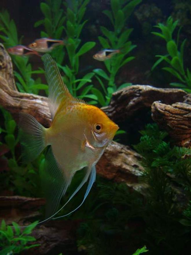 freshwater fish - pterophyllum sp. - albino angel stocking in 46 gallons tank - Golden Angelfish--a few Harlequin Rasboras in the background....