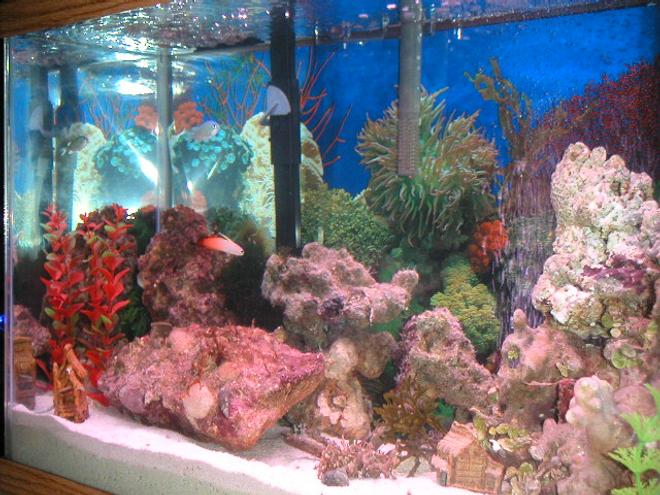 20 gallons reef tank (mostly live coral and fish) - little tank 20gl