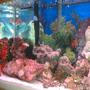 20 gallons reef tank (mostly live coral and fish) - little tank 20gl