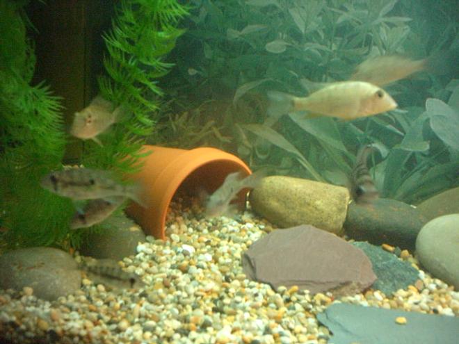 freshwater fish - geophagus steindachneri - red humped eartheater stocking in 66 gallons tank - geophagus steindachneri, juriparis and argyrostrickta, and suriamensis