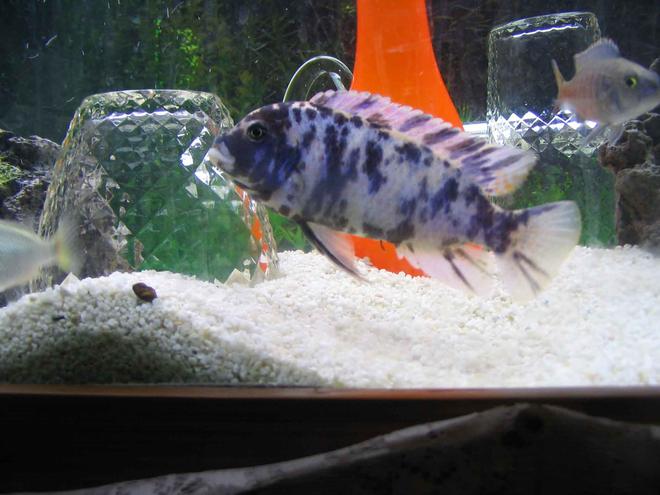 freshwater fish - labeotropheus fuelleborni - fuelleborni cichlid stocking in 4 gallons tank - Pseudotropheus zebra