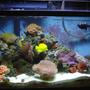30 gallons reef tank (mostly live coral and fish) - 30 gal reef