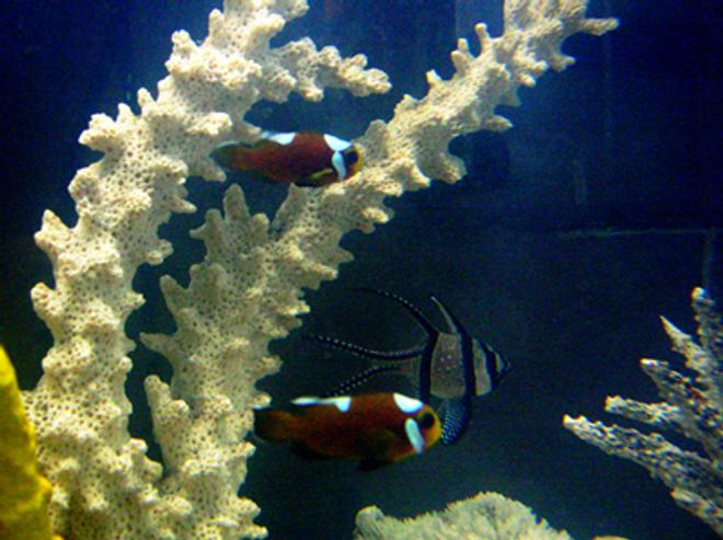 saltwater fish - pterapogon kauderni - kaudern's cardinal stocking in 55 gallons tank - my saddleback clowns and bangaii cardinal in the background