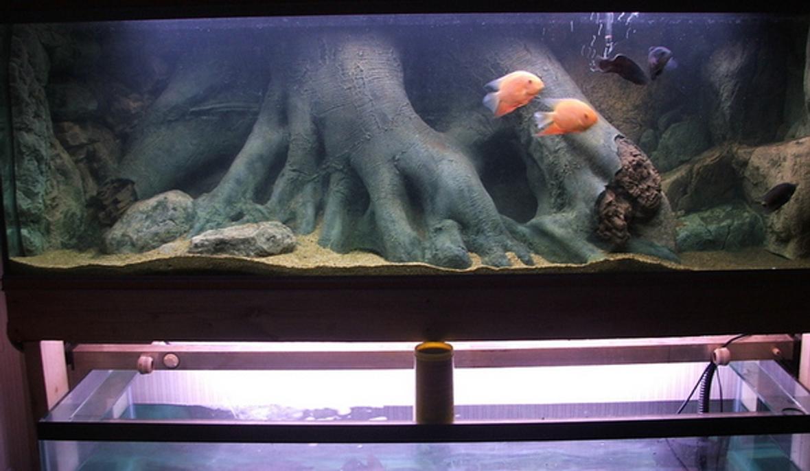 200 gallons freshwater fish tank (mostly fish and non-living decorations) - 7ft south american display tank.