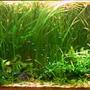 196 gallons planted tank (mostly live plants and fish) - .A piece of undiscovered Amazon...4mths old,