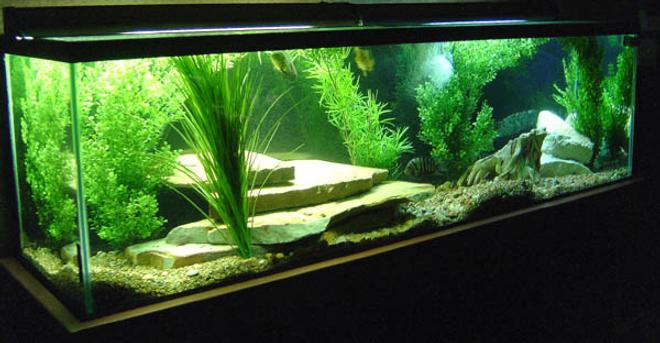 130 gallons freshwater fish tank (mostly fish and non-living decorations) - My 130 gallon tank.
