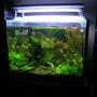 34 gallons planted tank (mostly live plants and fish) - My first planted tank.