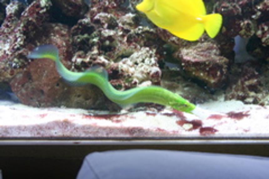 Rated #43: Saltwater Fish - Congrogadus Subducens - Wolf Eel Stocking In 100 Gallons Tank - My awesome green wolf eel!!!!