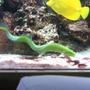 saltwater fish - congrogadus subducens - wolf eel stocking in 100 gallons tank - My awesome green wolf eel!!!!