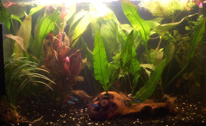 Rated #139: 55 Gallons Planted Tank - 30l tank with
acorus gramineus, alternanthera reineckii, aponogeton crispus, cardamine lyrata, cryptocoryne fusca,
hygrophila corymbosa, microsorum pteropus and riccia